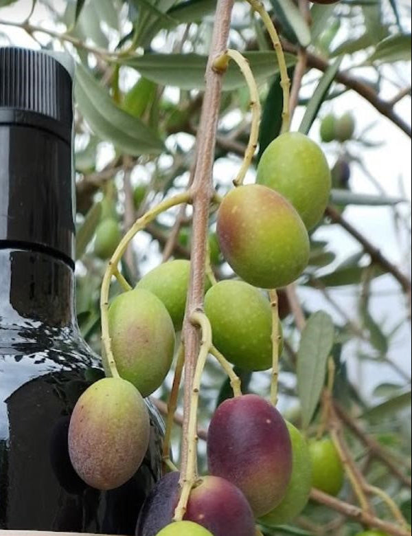 Giove – Liquore Artigianale alle Foglie di Ulivo e Limone