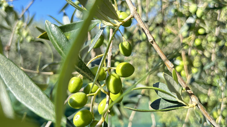 Olio di Oliva 100% Italiano