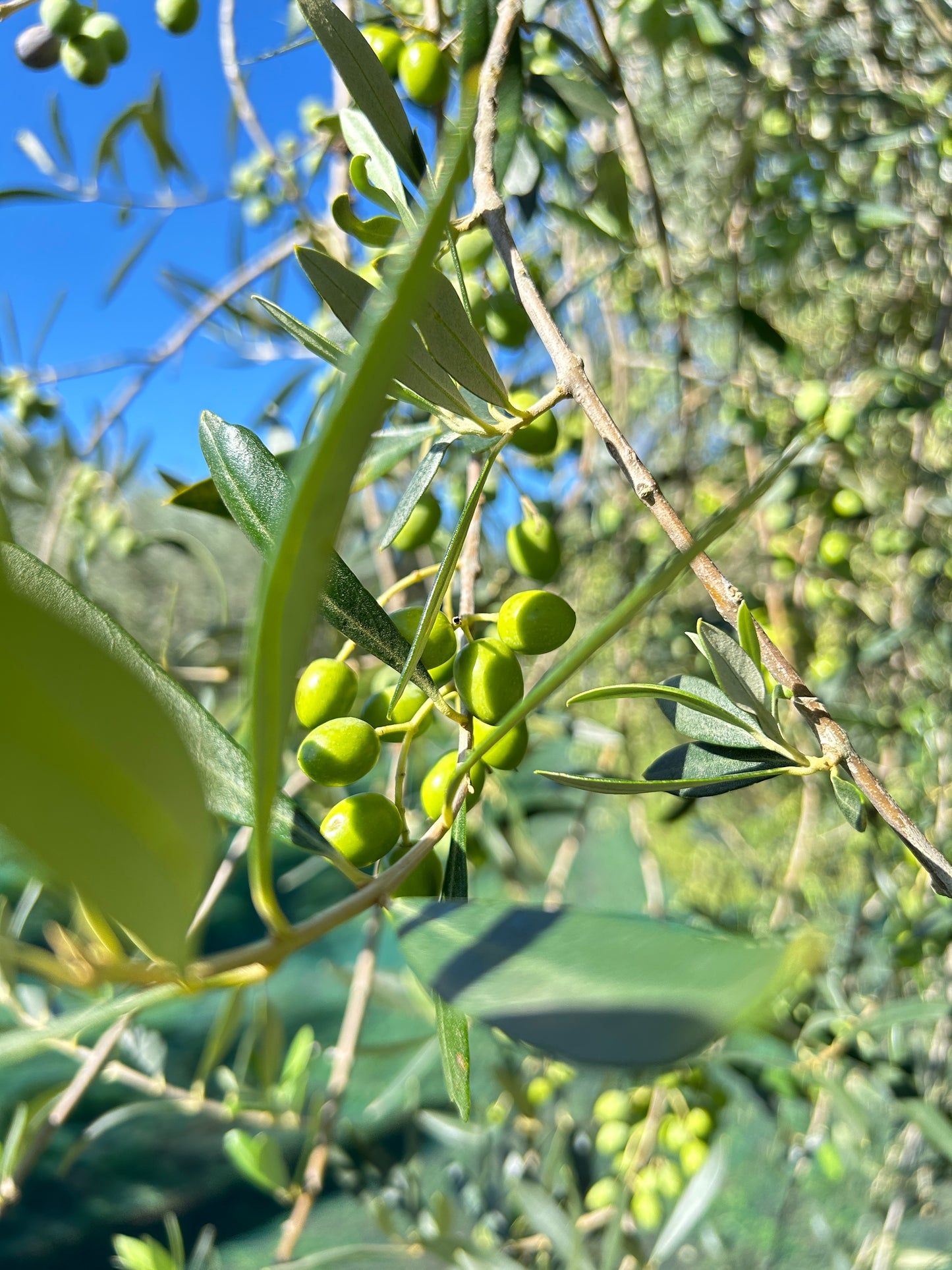 Olio Extravergine di Oliva (3 Litri)