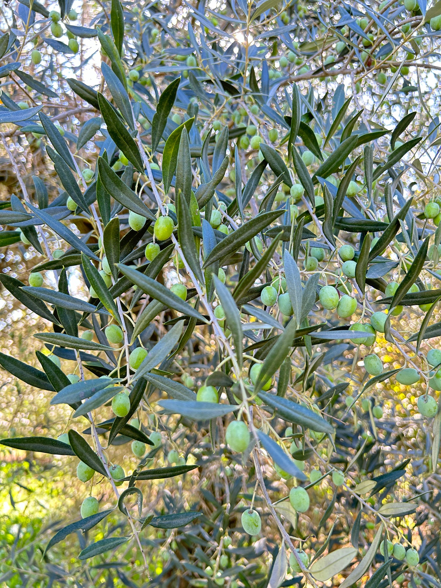 Olio Extravergine di Oliva (3 Litri)
