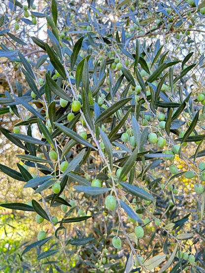 Olio Extravergine di Oliva (3 Litri)