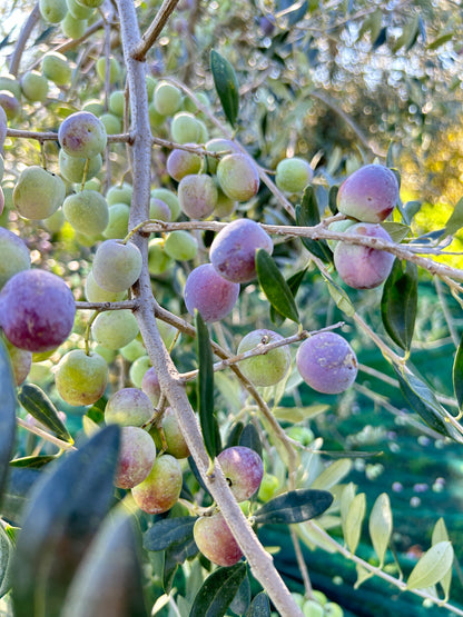 Olio Extravergine di Oliva Lini (5 Litri)