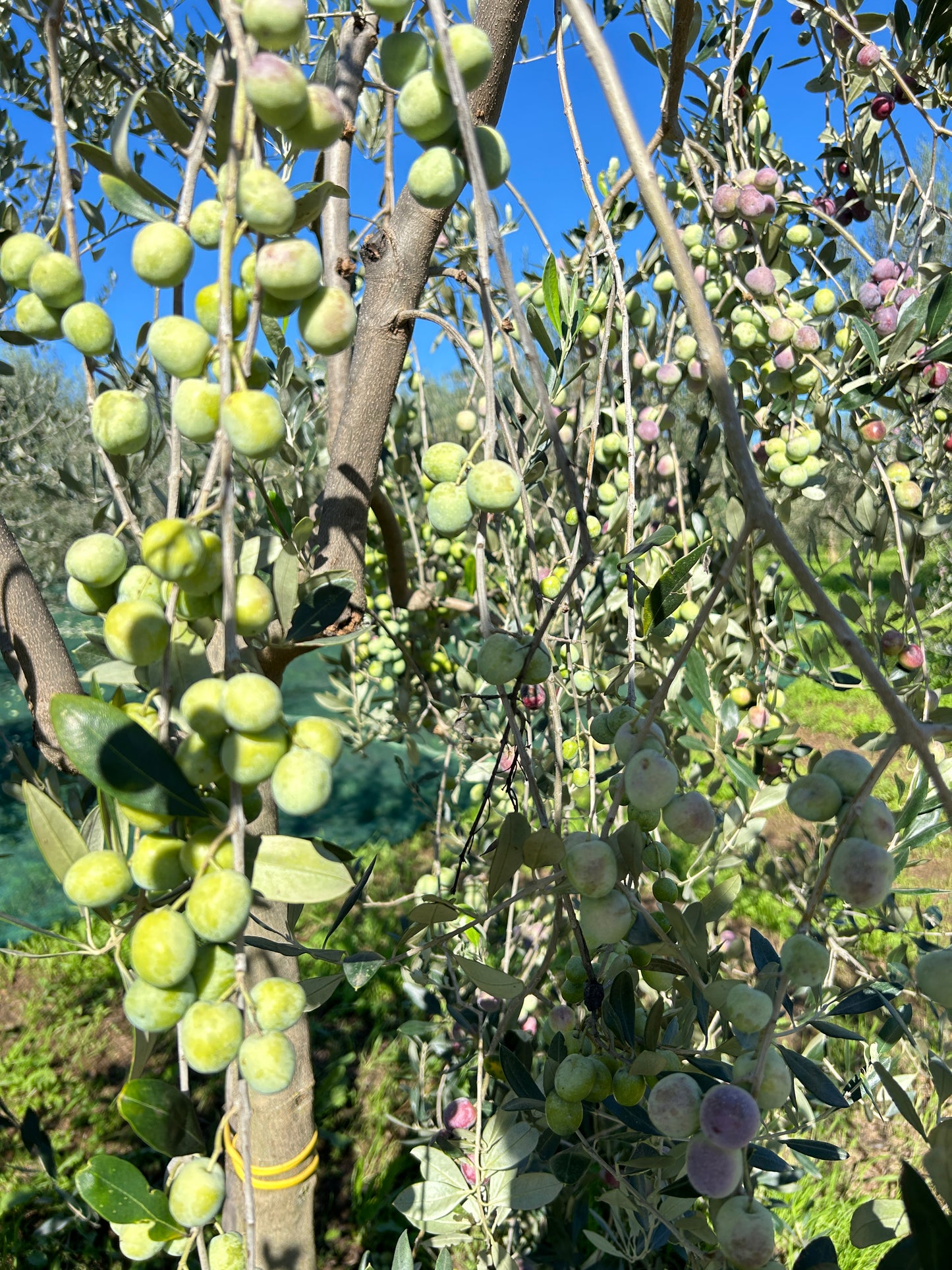 Olio Extravergine di Oliva Lini (5 Litri)