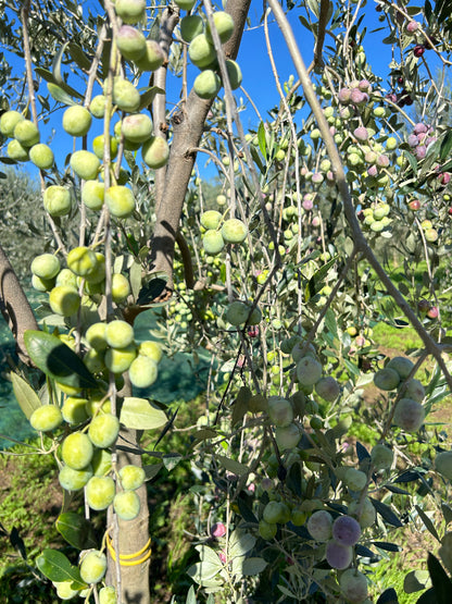 Olio Extravergine di Oliva Lini (5 Litri)