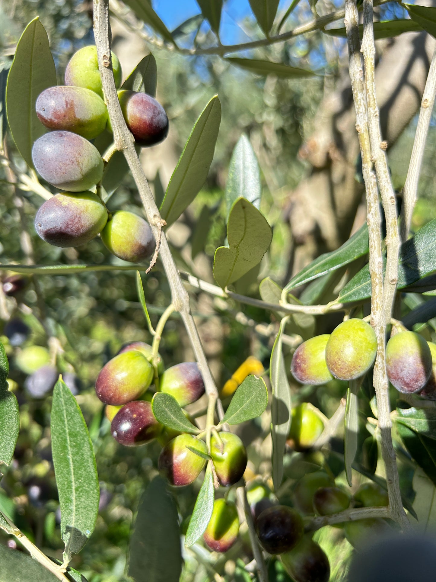 Olio Extravergine di Oliva Lini (5 Litri)