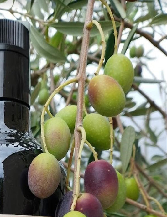 Giove – Liquore Artigianale alle Foglie di Ulivo e Limone