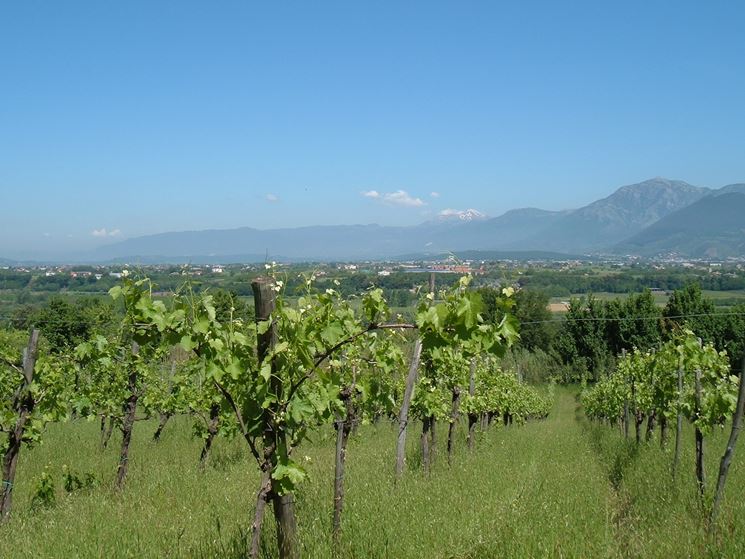 Greco Solopaca - Vino Bianco
