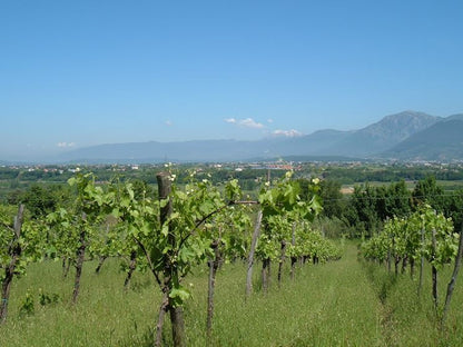 Greco Solopaca - Vino Bianco